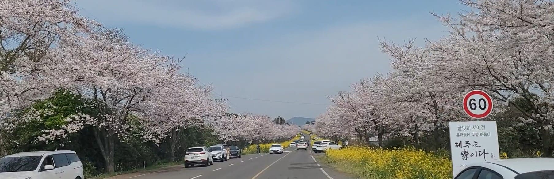 Cherry blossom