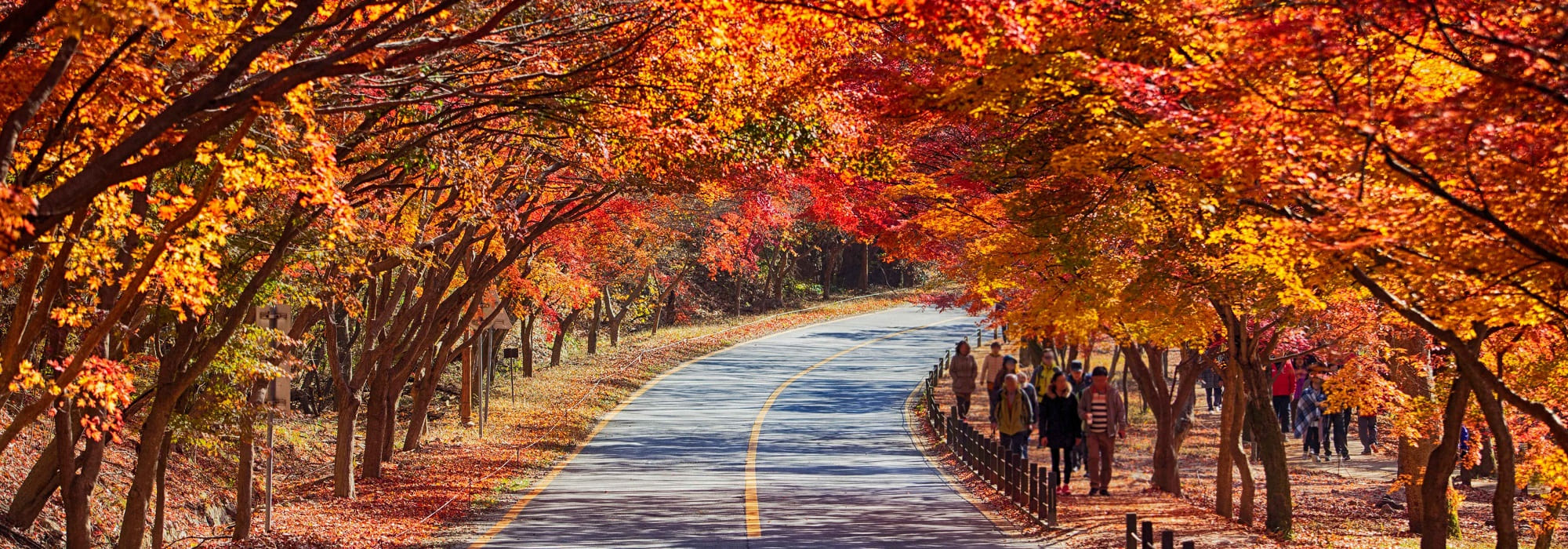 knto. 2000X700. 내장산.단풍