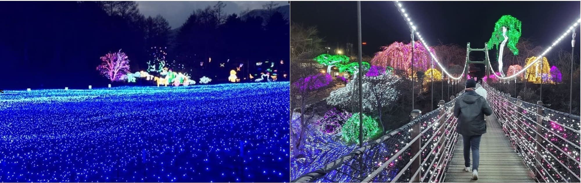 합성.아침반디.출렁다리 2000 X 632